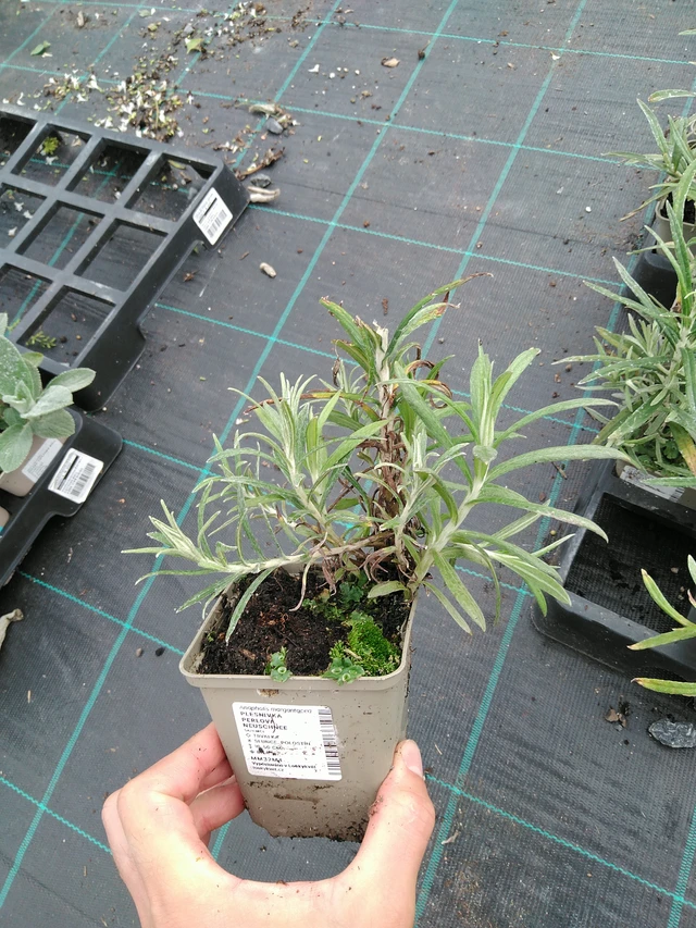 Helminukkakukka Neuschnee - 28. 7. 2025