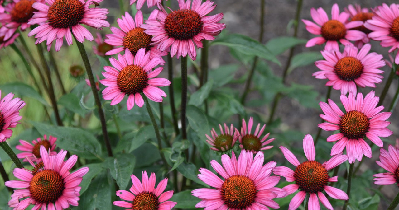 Echinacea Rocky Top, Loukykvět