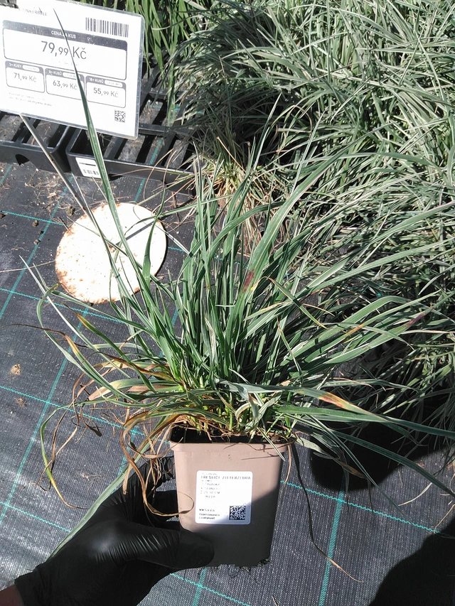 Třeslice Zitterzebra - 19. 8. 2025