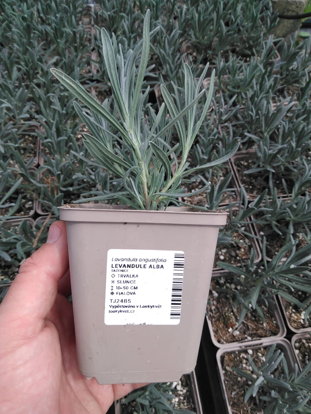 Lavanda Alba - 2024