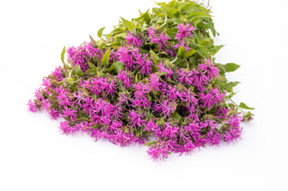 Monarda Pink Suprême, Loukykvět