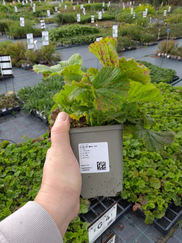 Kuklík Mai Tai - 9. 10. 2025