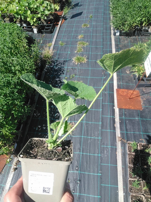 Malva Chaters White - 1. 7. 2025