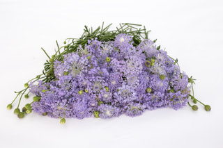 Didiscus Lavender Blue, Loukykvět