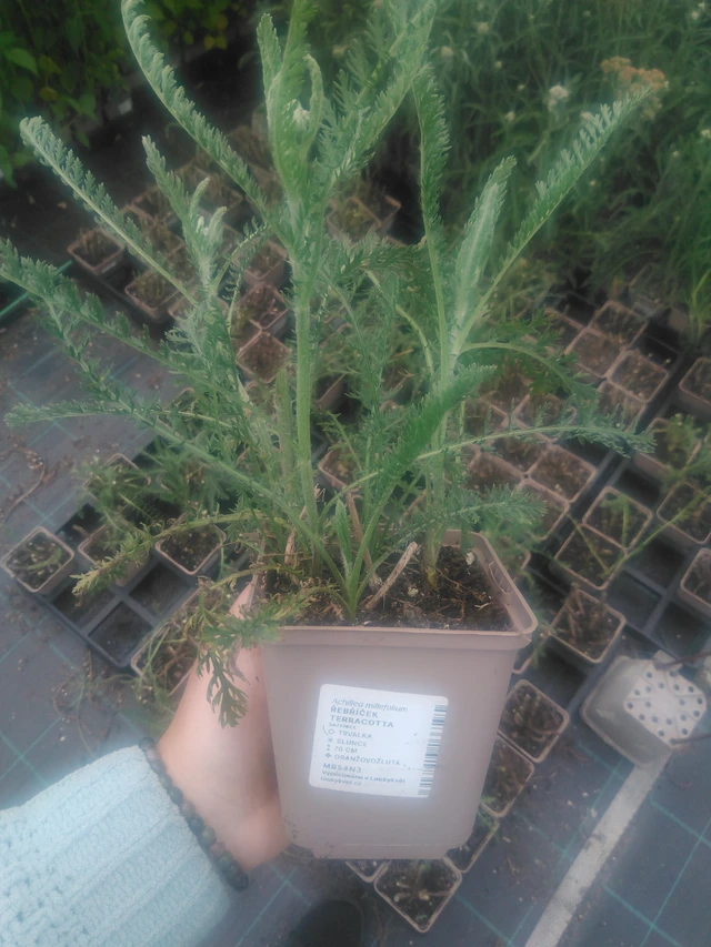 Řebříček Terracotta - 2024