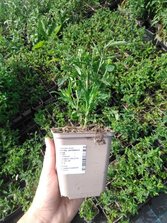 Aster japonés Alba - 2024