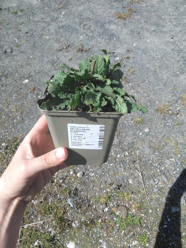 Salvia hajní Blauhügel - 3. 4. 2025