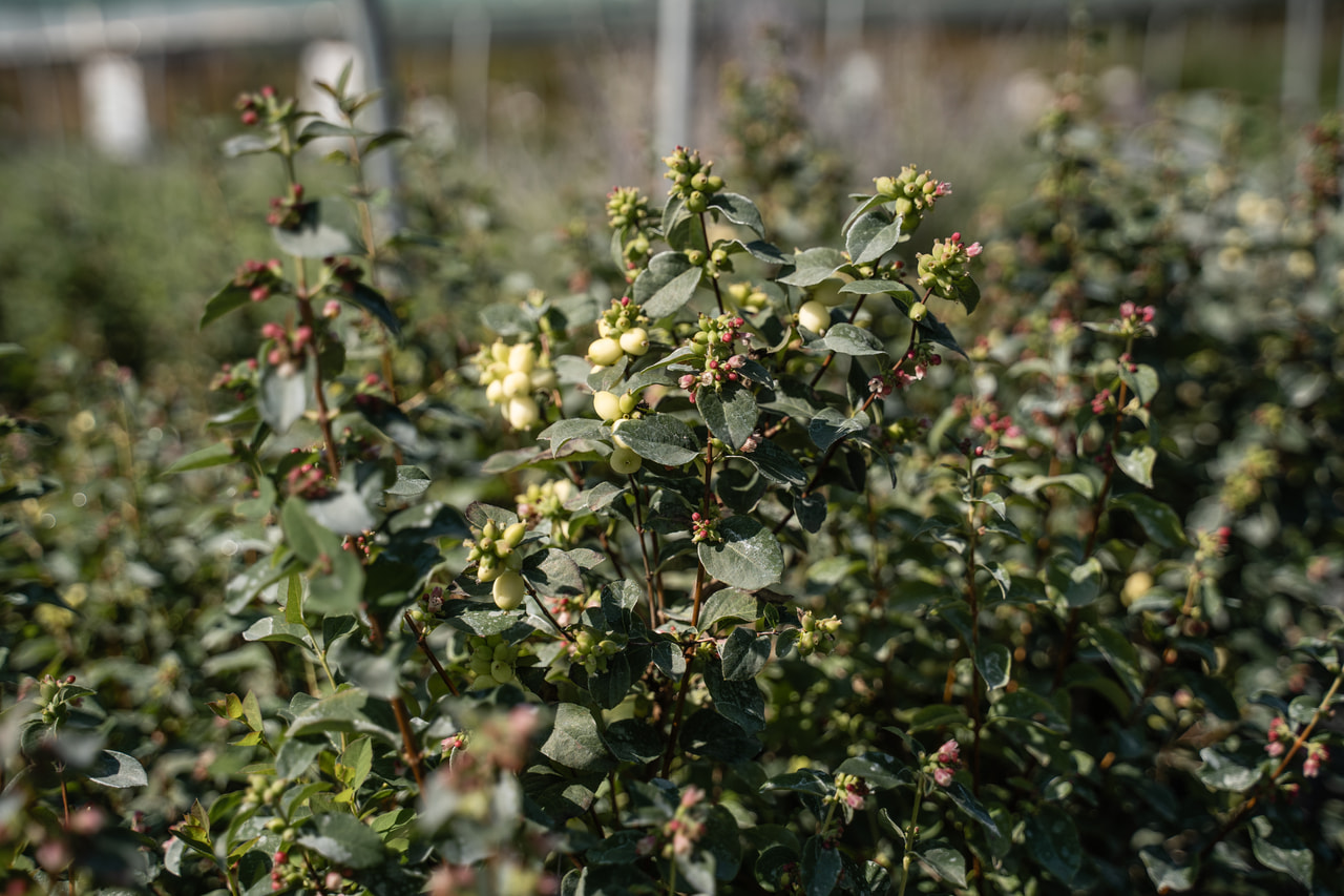Symphorine Magical Green Falls, Loukykvět