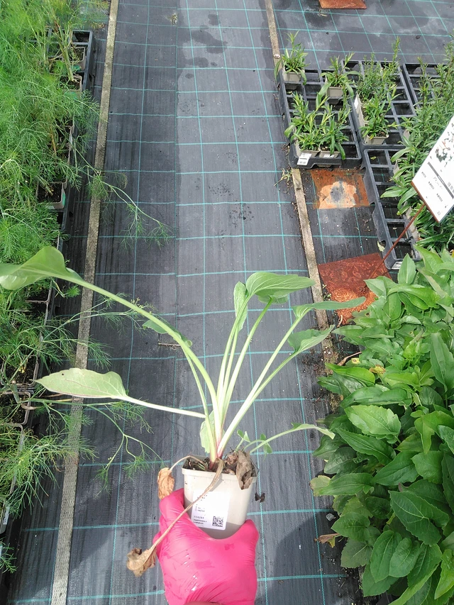 Rudbeckia Green Wizard - 29. 7. 2025