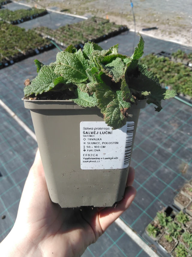 Niitty-salvia - 3. 4. 2025