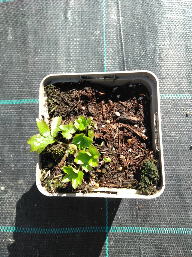 Jarmanka - 3. 4. 2025