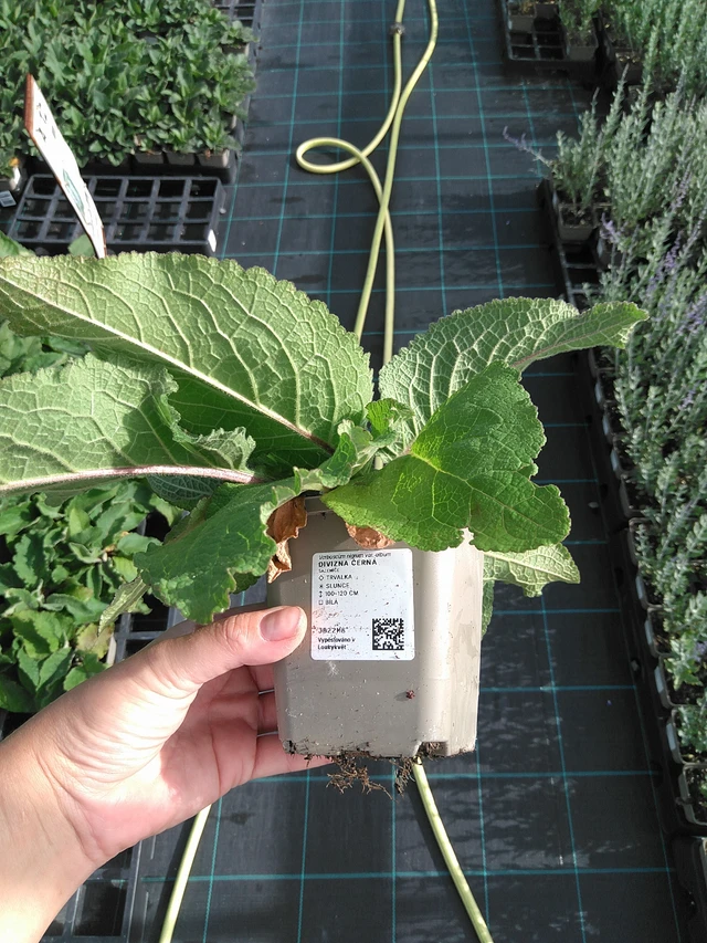 Kukonharja musta - 11. 7. 2025