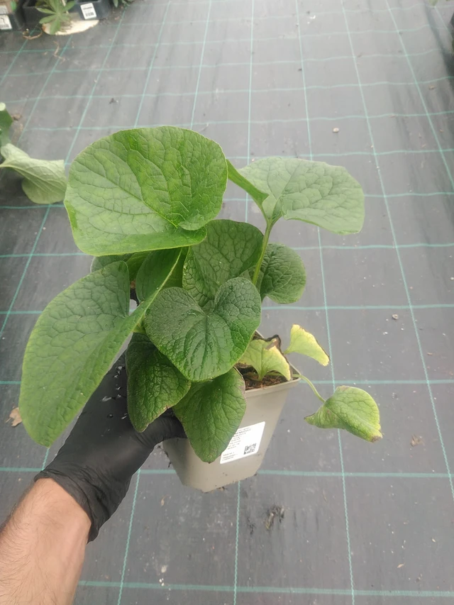 Nomeolvides de hojas grandes  - 10. 9. 2025