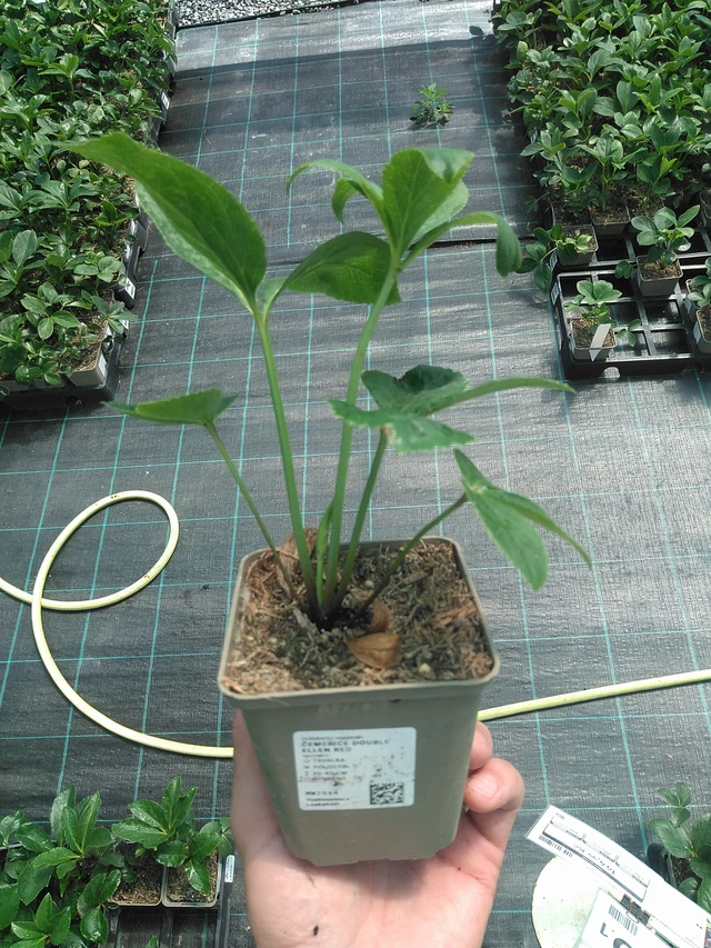 Hunyor Double Ellen Red - 24. 6. 2025