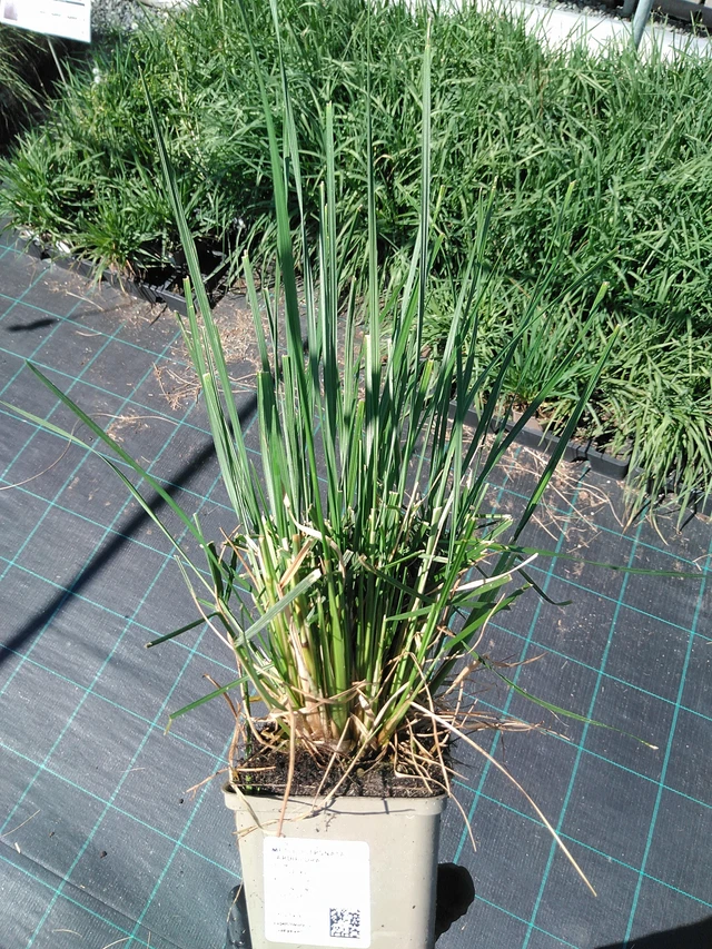 Metlice trsnatá Tardiflora - 19. 8. 2025