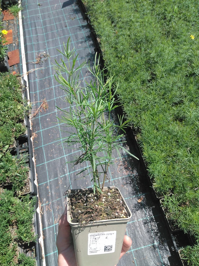 Tickseed Zagreb - 24. 6. 2025