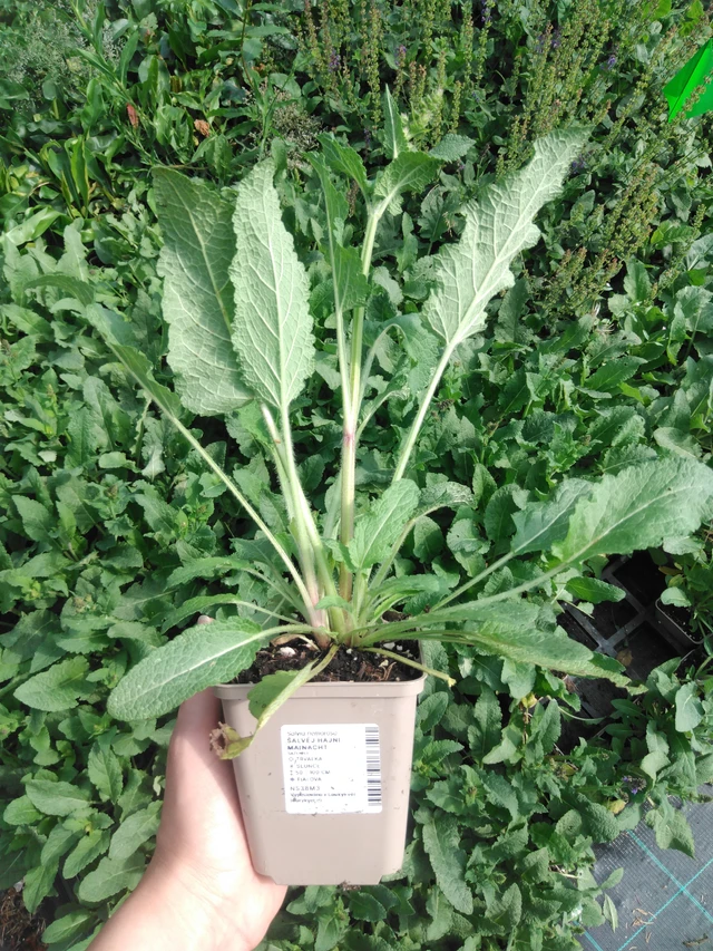 Šalvěj hajní Mainacht - 2024