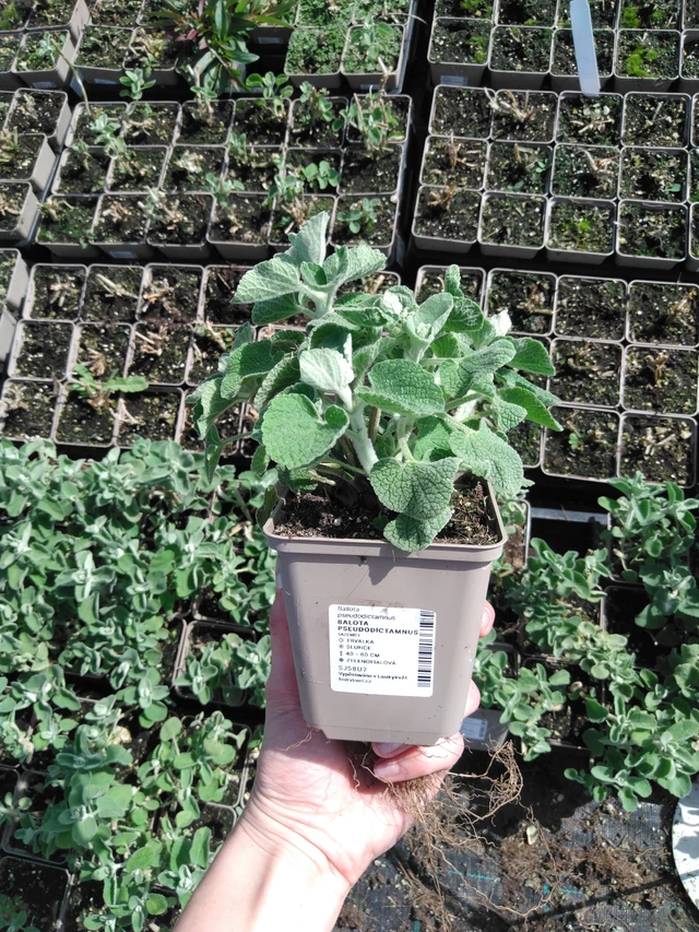 Balota Pseudodictamnus - 2024