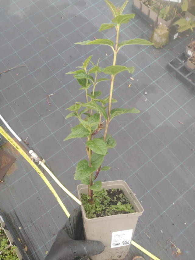 Coreopsis Asahi - 23. 10. 2025