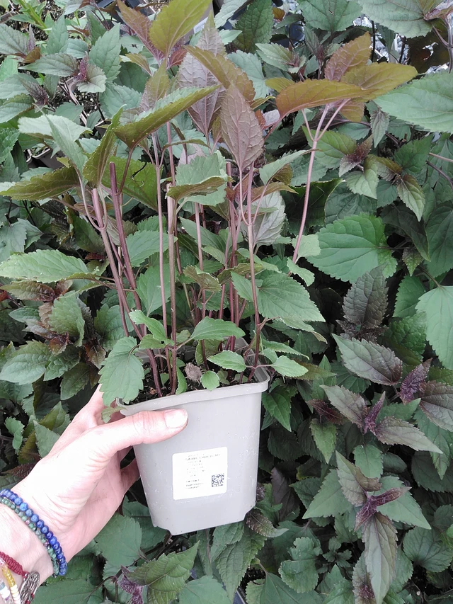 Punapähkämö Chocolate - 9. 6. 2025