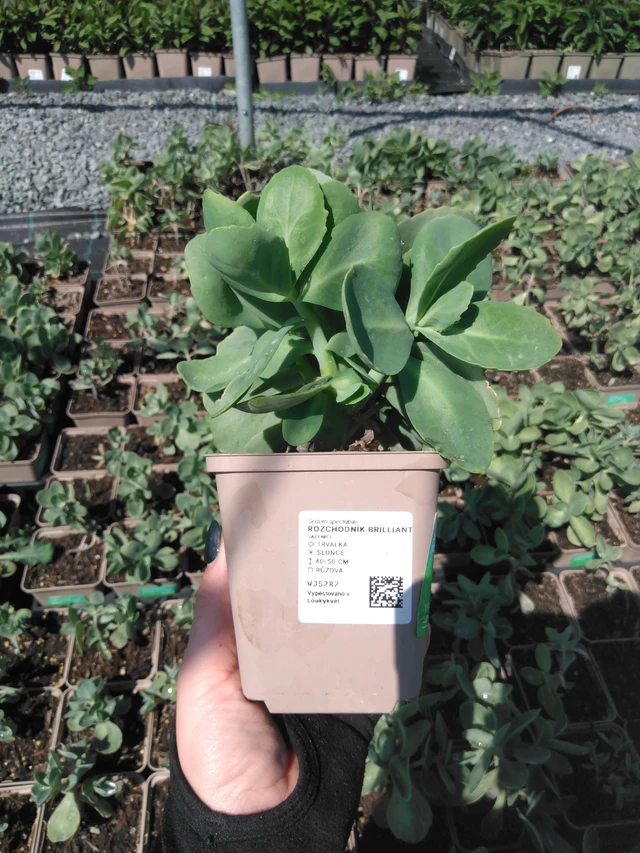 Rozchodník Brilliant - 13. 5. 2025