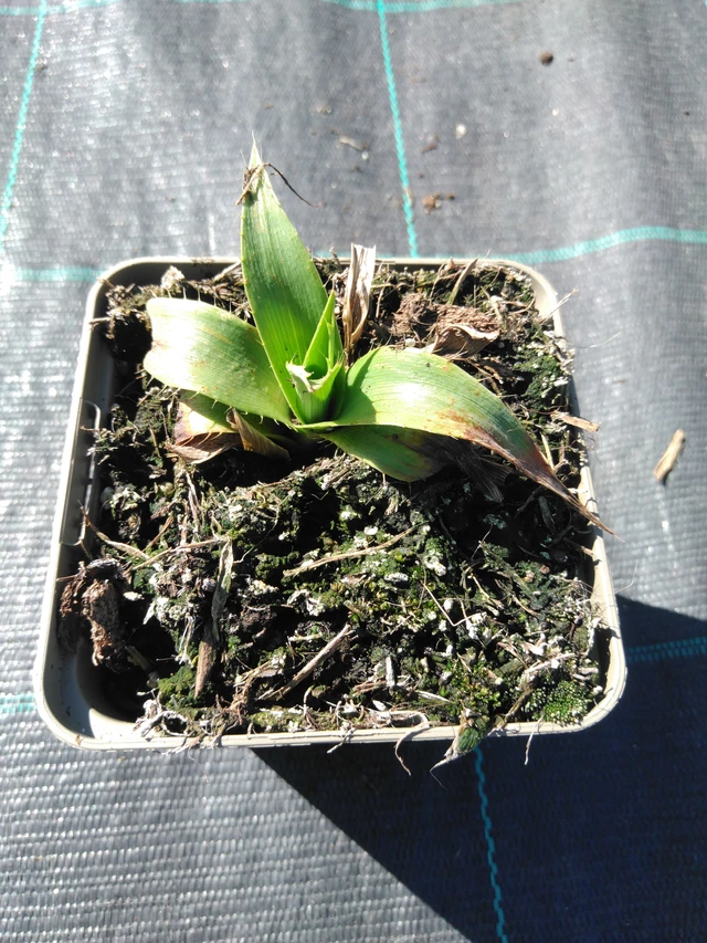 Cardo corredor yuccifolium - 3. 4. 2025