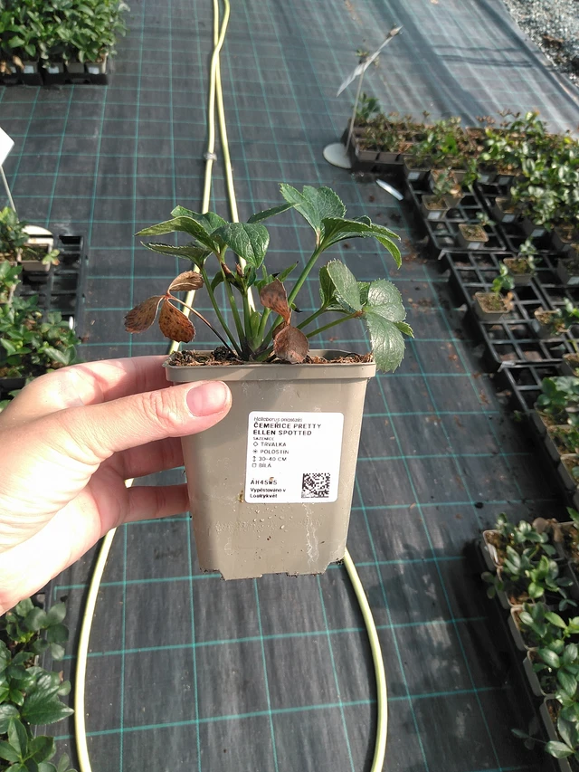 Eléboro Pretty Ellen Spotted - 11. 7. 2025