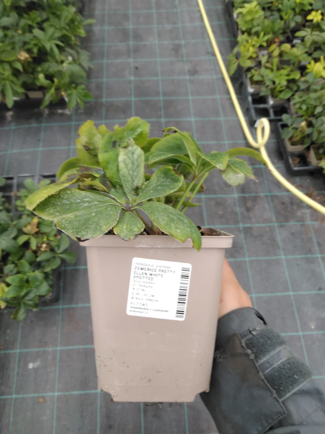 Hellebore Pretty Ellen White Spotted - 10. 9. 2025