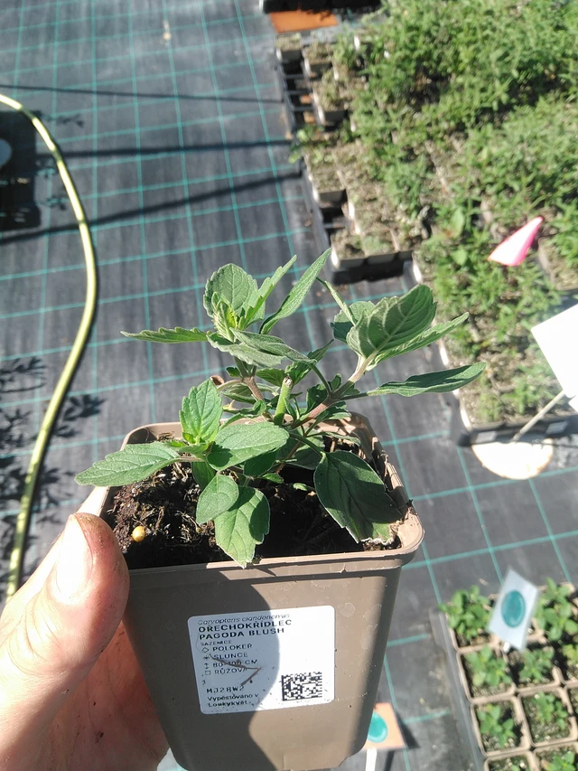 Perhoskukka Pagoda Blush - 30. 6. 2025