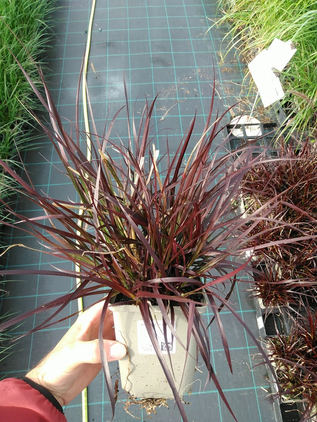 Pasto de fuente Rubens - 28. 7. 2025