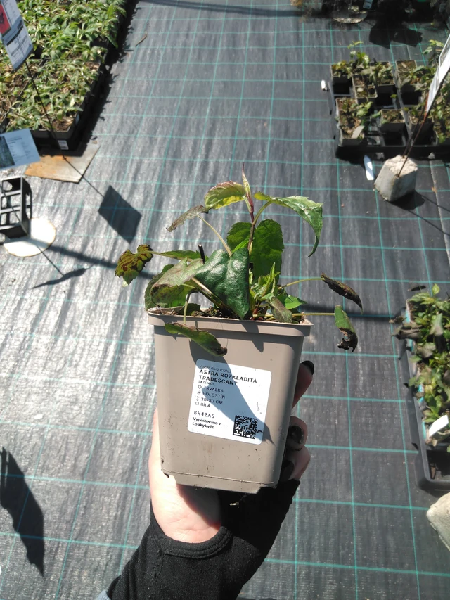 Astra rozkladitá Tradescant - 13. 5. 2025