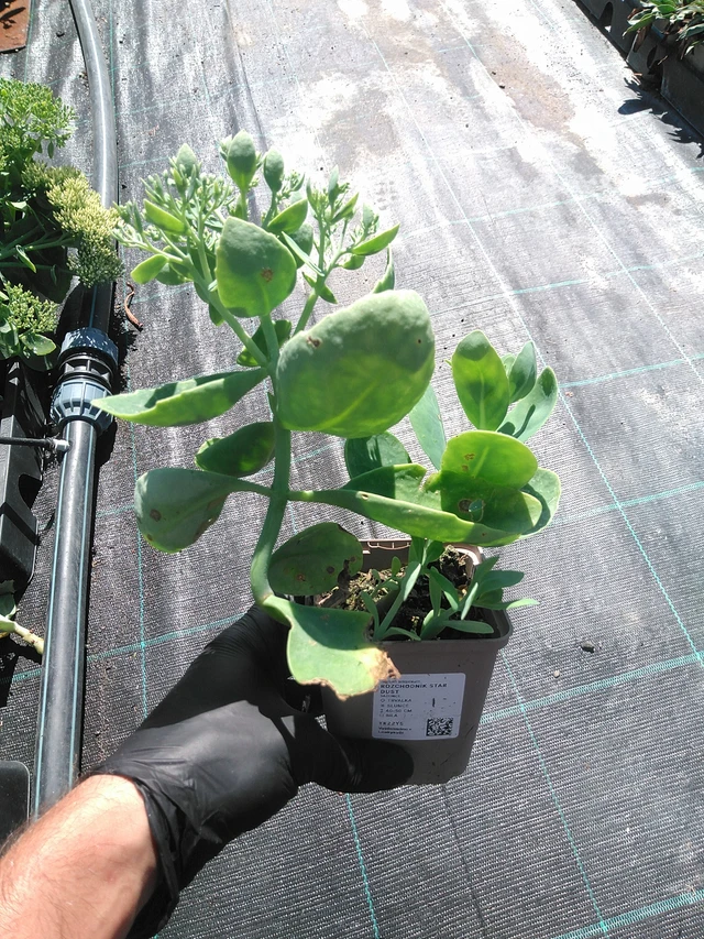 Sedum Star Dust - 19. 8. 2025