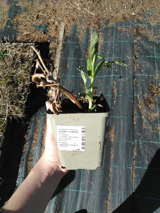 Vlčinec Sunrise - 7. 4. 2026