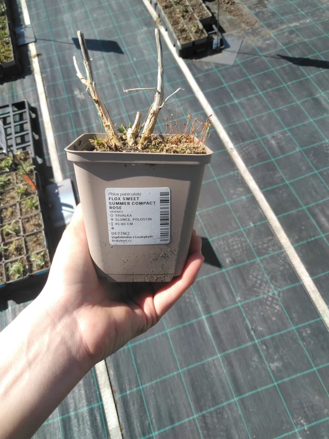 Phlox Sweet Summer Compact Rose - 3. 4. 2025