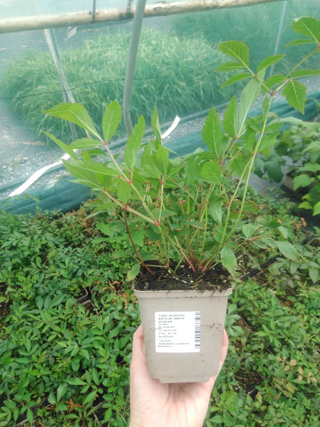 Astilbe Anita Pfeifer - 2024