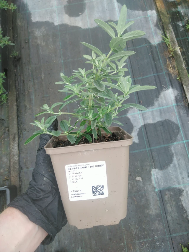 Aurinkoruusu The Bride - 10. 9. 2025