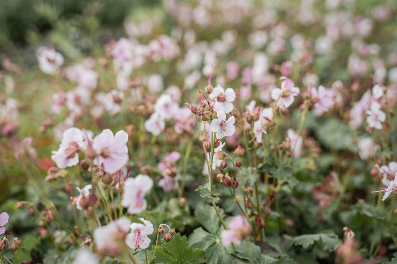 Bodziszek kantabryjski Biokovo, Loukykvět
