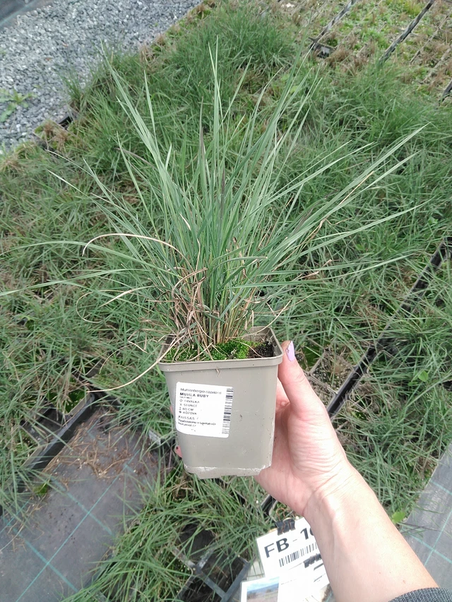 Muhla Ruby - 9. 6. 2025