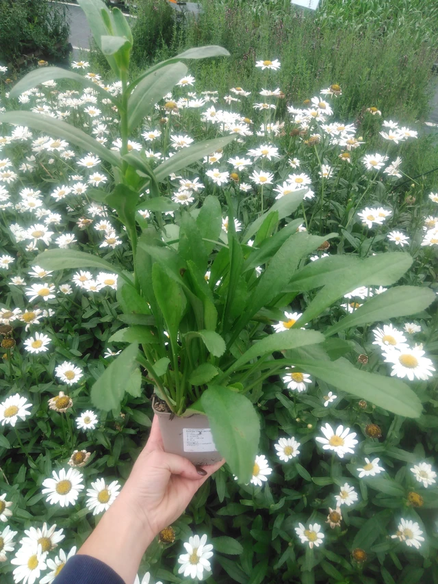 Kopretina Becky - 2024