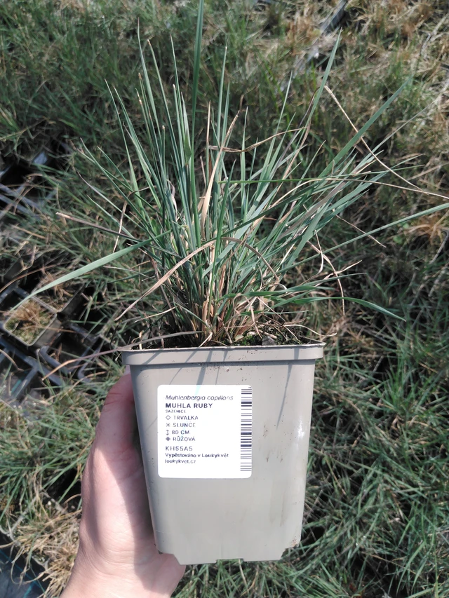 Muhla Ruby - 13. 5. 2025