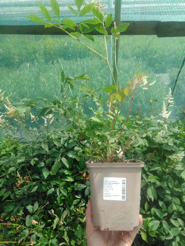 Astilbe Diamant - 2024