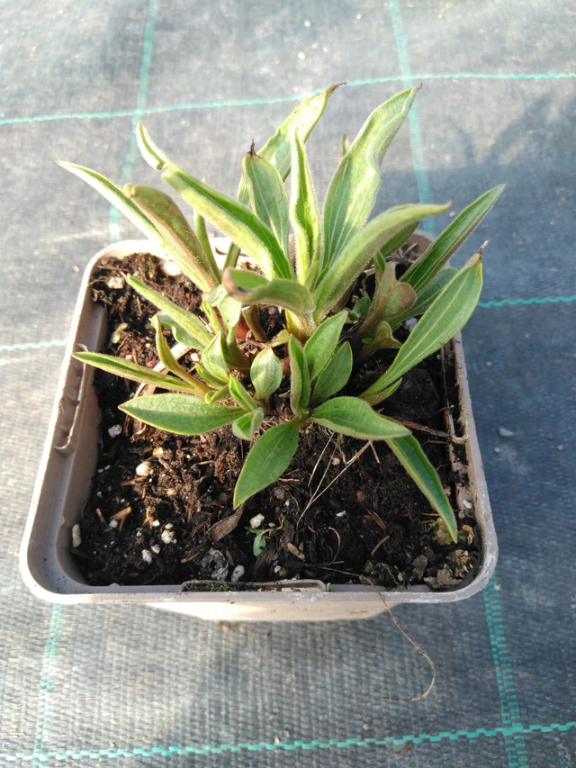 Echinacea pallida Hula Dancer - 3. 4. 2025