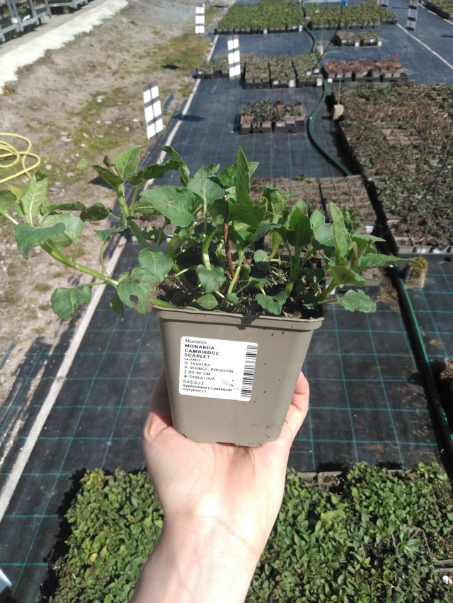 Monarda Cambridge Scarlet - 3. 4. 2025