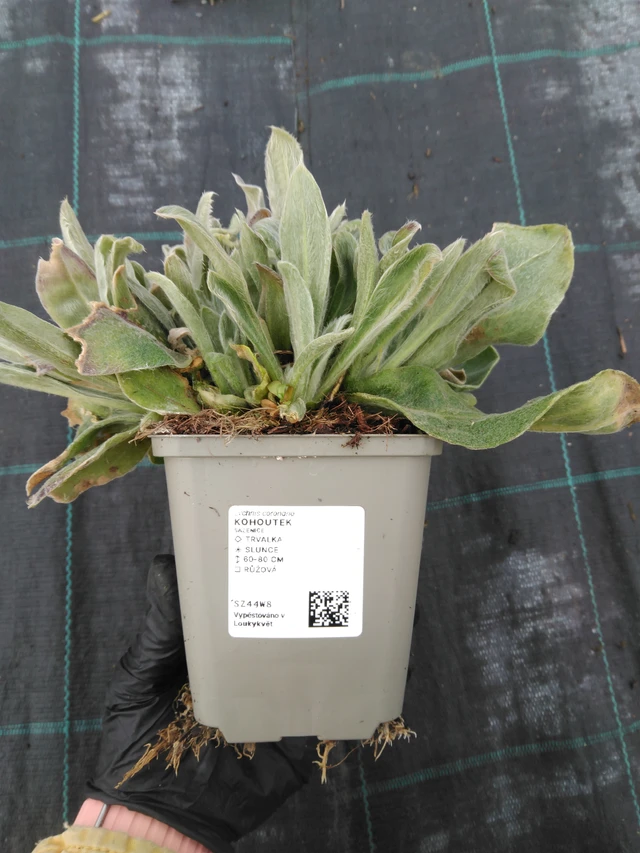 Firletka - 1. 4. 2026