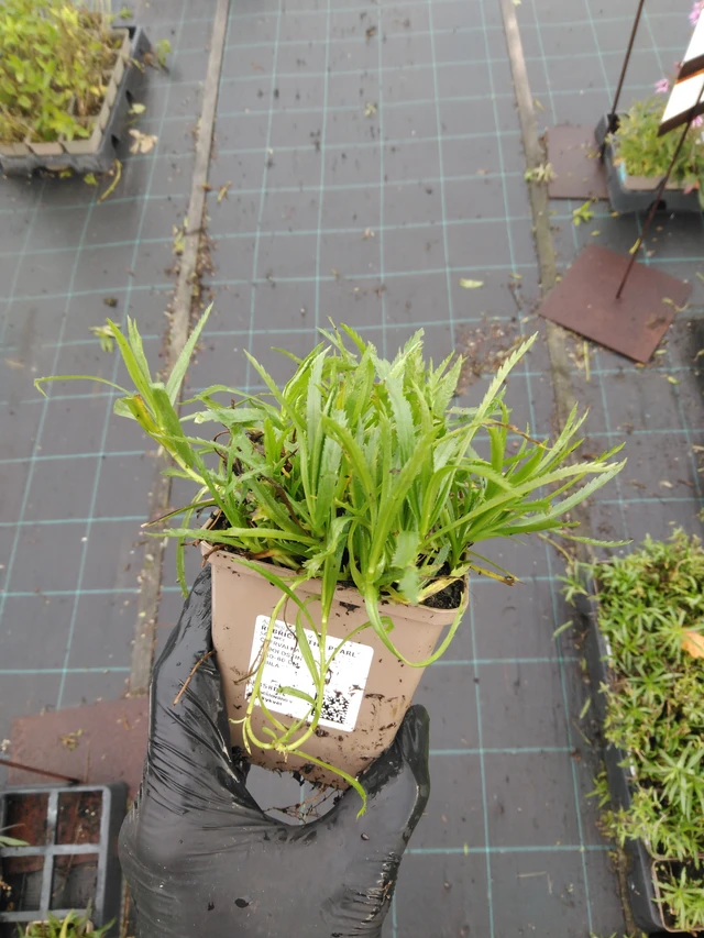 Milenrama The Pearl - 23. 10. 2025