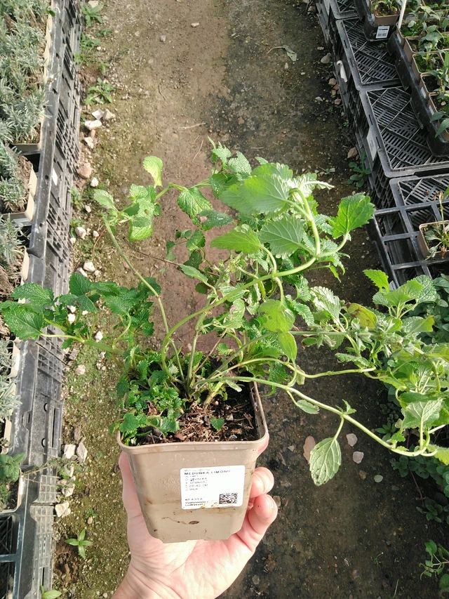 Sitruunamelissa Limonii - 31. 10. 2025