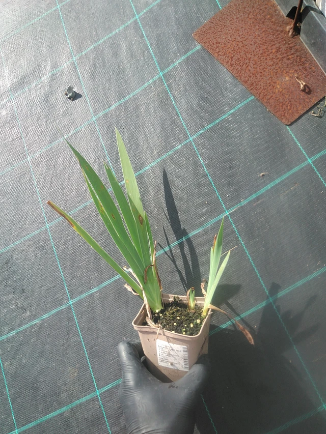 Lirio Lime Fizz - 13. 10. 2025