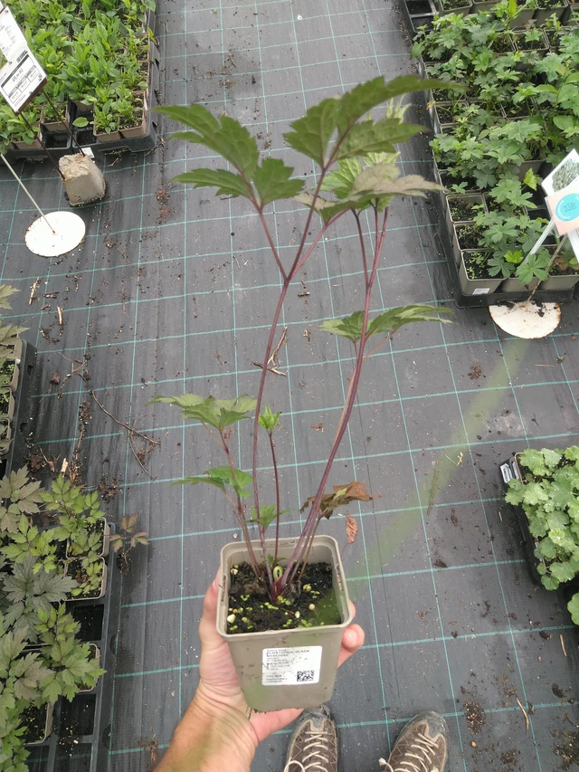 Ploštičník Black Negligee - 25. 7. 2025