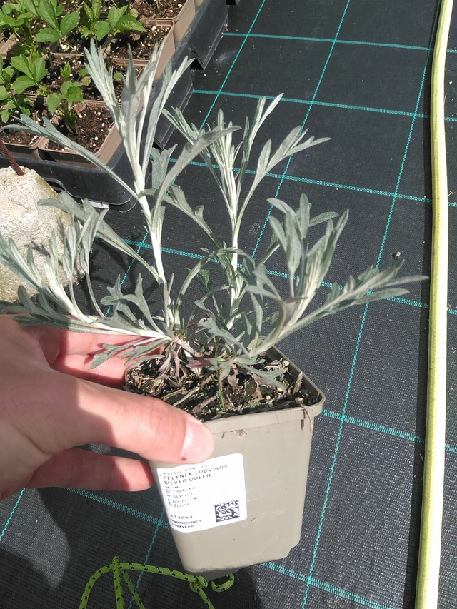 Wormwood Ludvíkův Silver Queen - 24. 6. 2025