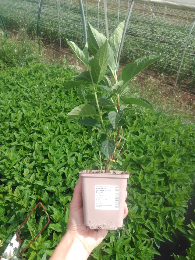 Hortenzie latnatá Silver Dollar - 2024